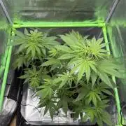 Sweet Seeds Honey Peach Auto / 2026