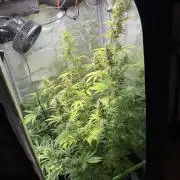 Sweet Seeds Honey Peach Auto / 2026