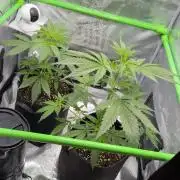Sweet Seeds Honey Peach Auto / 2026