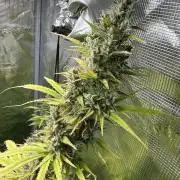 Sweet Seeds Honey Peach Auto / 2026