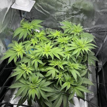 Royal Highness Winter 2025/26