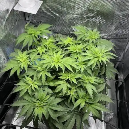 Royal Highness Winter 2025/26