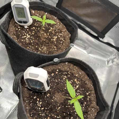 2x Sweet Seeds Honey Peach Auto
