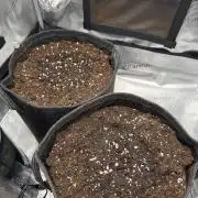 2x Sweet Seeds Honey Peach Auto