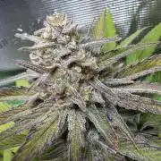 Royal Highness Winter 2025/26