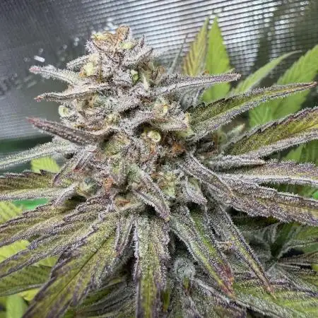 Royal Highness Winter 2025/26