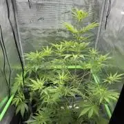 Sweet Seeds Honey Peach Auto / 2026