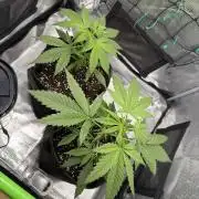 Sweet Seeds Honey Peach Auto / 2026