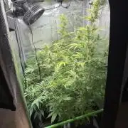 Sweet Seeds Honey Peach Auto / 2026
