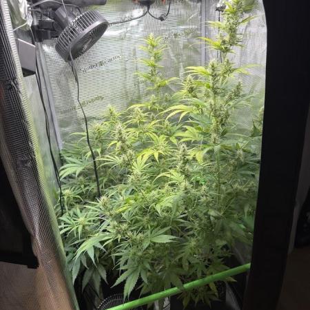 Sweet Seeds Honey Peach Auto / 2026