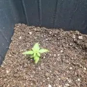 My First Grow