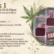 Autos:LSD+Berry Bomb-In a Super Closet