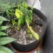 🍅🍅🍅🍅