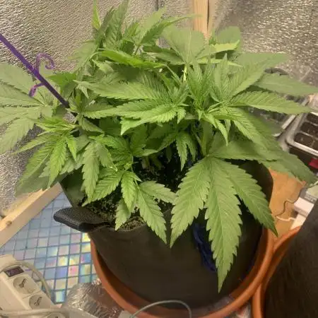 First grow