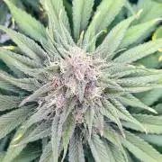 First grow🌺💋