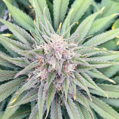 First grow🌺💋