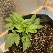 First grow