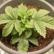 Moje pěstování na počest legalizace