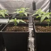 Cultivo Otoño 2026