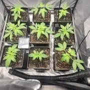 Cultivo Otoño 2026