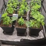 Cultivo Otoño 2026