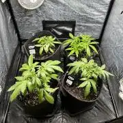 Gelato #33 x2 BBM x2 beginner