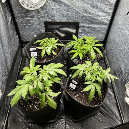 Gelato #33 x2 BBM x2 beginner