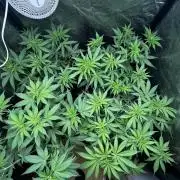 Gelato #33 x2 BBM x2 beginner