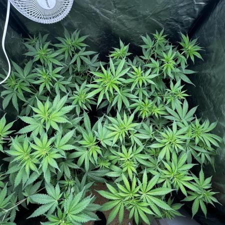Gelato #33 x2 BBM x2 beginner
