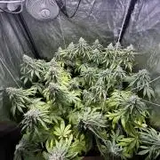 Gelato #33 x2 BBM x2 beginner