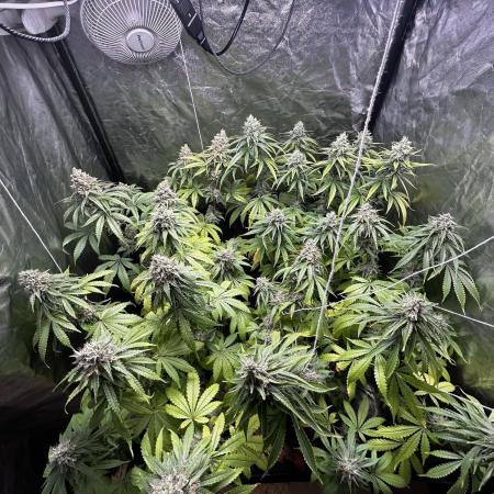 Gelato #33 x2 BBM x2 beginner