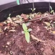 Lemon Cherry Cookies Auto