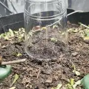 Lemon Cherry Cookies Auto