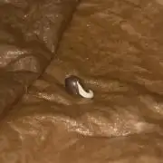 Northern Lights Auto (First ever grow)