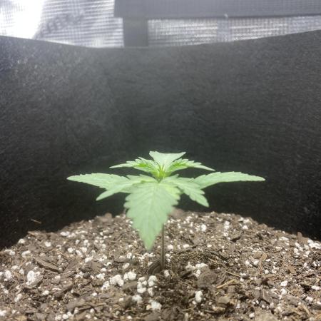 Northern Lights Auto (First ever grow)