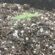 Northern Lights Auto (First ever grow)