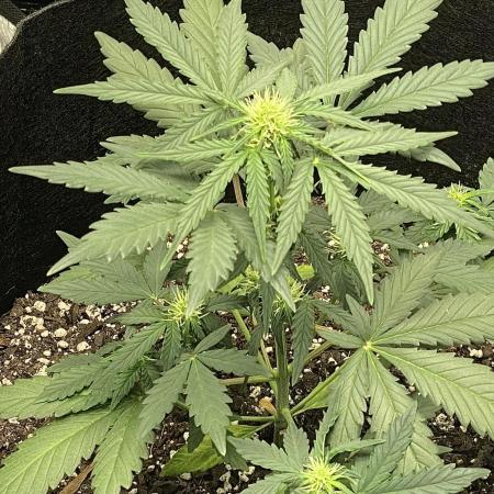 Northern Lights Auto (First ever grow)