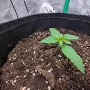 Mainlining Apricot & Purple Lemonade