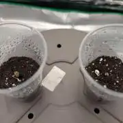 Mainlining Autoflower