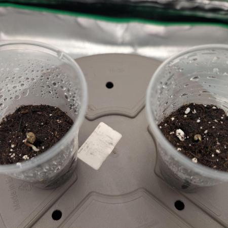 Mainlining Autoflower