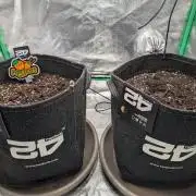 Mainlining Apricot & Purple Lemonade