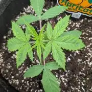 Mainlining Apricot & Purple Lemonade