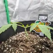 Mainlining Apricot & Purple Lemonade