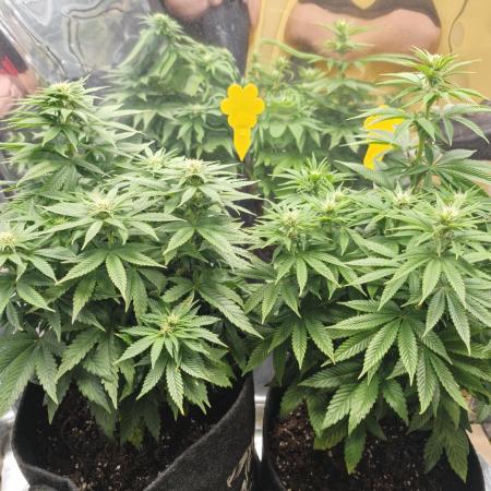 Nectar Drip (Zamnesia Seeds x TICAL)
