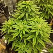 Nectar Drip (Zamnesia Seeds x TICAL)