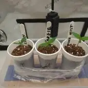 Pink Mist, Tangie, LSSH (FEM - RQS)