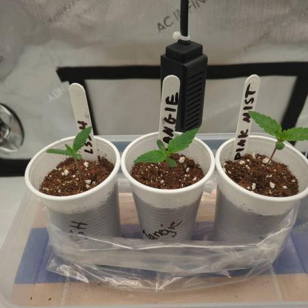 Pink Mist, Tangie, LSSH (FEM - RQS)