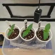 Pink Mist, Tangie, LSSH (FEM - RQS)