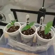 Pink Mist, Tangie, LSSH (FEM - RQS)