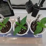 Pink Mist, Tangie, LSSH (FEM - RQS)